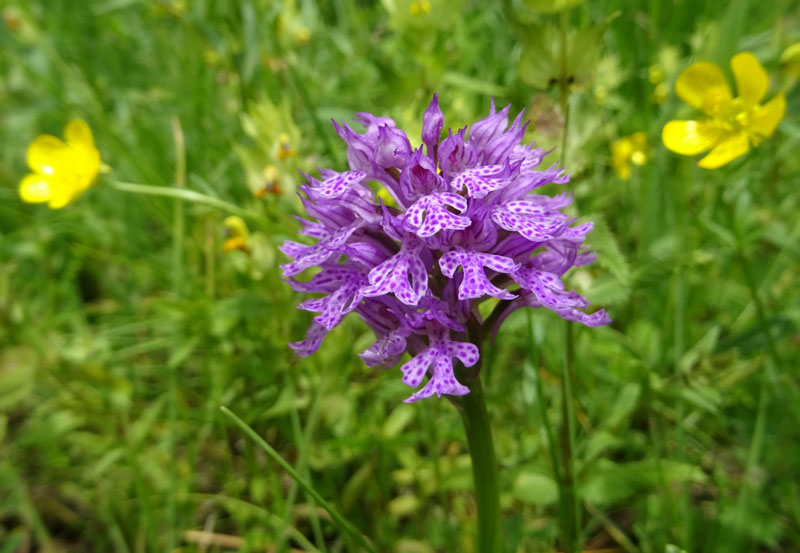 Neotinea tridentata - Cadine (TN)